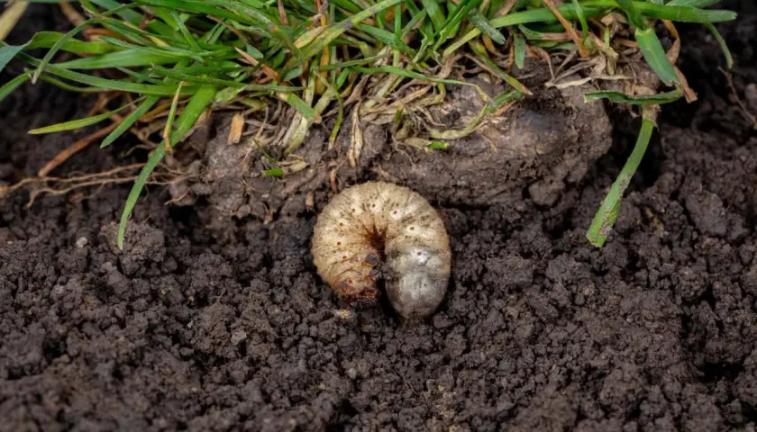 Pędraki w trawniku niszczą korzenie. Biała, krępa larwa żeruje w ciemnej ziemi pod zieloną trawą.
