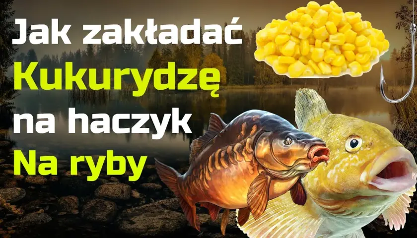 Zakładanie kukurydzy na haczyk: Łów więcej, poznaj triki eksperta