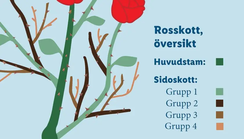 Illustration av en rosbuske med röda blommor. Texten förklarar hur man klipper rosor på våren, med olika grupper av sidoskott.