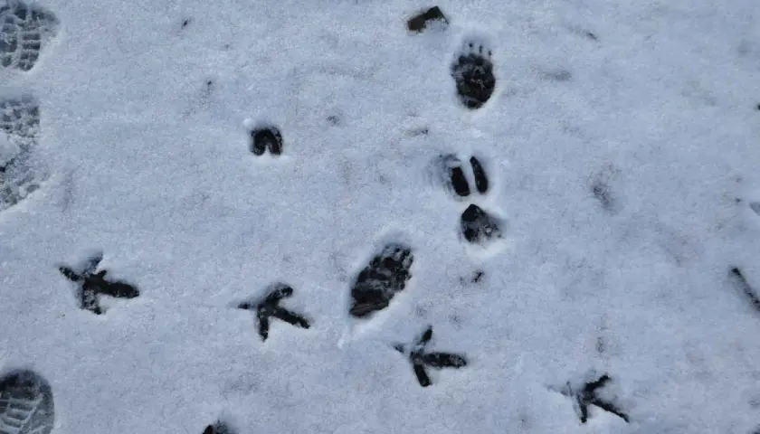 Spuren im Schnee: Kleine Vogelspuren und größere Pfotenabdrücke, vielleicht von einem Fuchs oder einem Kaninchen, das durch den Winter stapft.