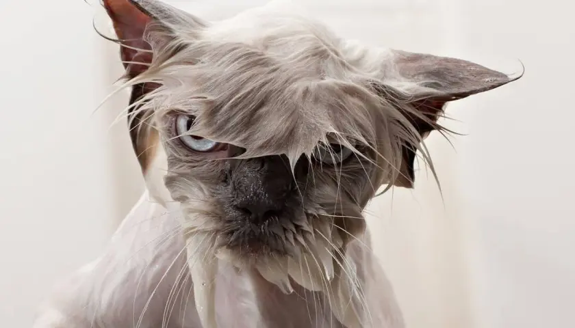 Gato mojado con cara de pocos amigos, demostrando porque a los gatos no les gusta el agua. Su pelo pegado y ojos azules lo dicen todo.