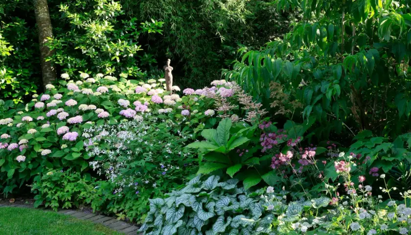 Ein üppiger Garten mit einer blühenden Tellerhortensie im Hintergrund. Der Standort ist schattig, was den zarten Blüten zugutekommt.