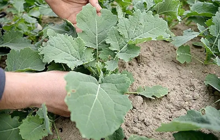 Jakie nawozy pod rzepak zapewnią najwyższe plony i zdrowie roślin?
