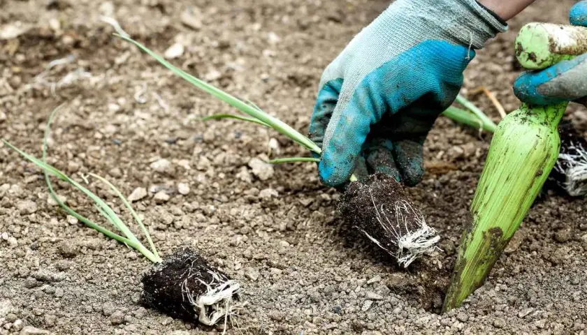 Mains gantées en train de repiquer des poireaux dans la terre. Un plant est déjà en place, un autre est prêt à être planté.