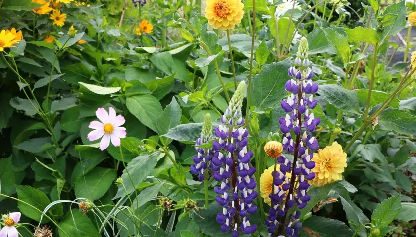 Ein blühendes Beet mit hohen, violetten Lupinen, die sich neben gelben Dahlien und zarten rosa Blüten im Sonnenlicht präsentieren. Ein schöner Anblick, wenn man Lupinen anbauen möchte.