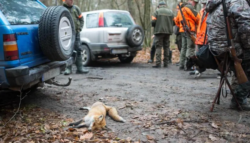 Myśliwi w lesie, obok samochodów, leży martwy lis. Czy myśliwy musi zapłacić za nieodstrzelone lisy kołu łowieckiemu?
