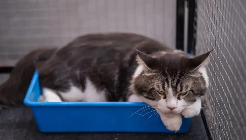 Eine Katze liegt in einer blauen Katzentoilette. Man sieht, wie Katzenkot aussieht, wenn er mit Streu bedeckt ist.