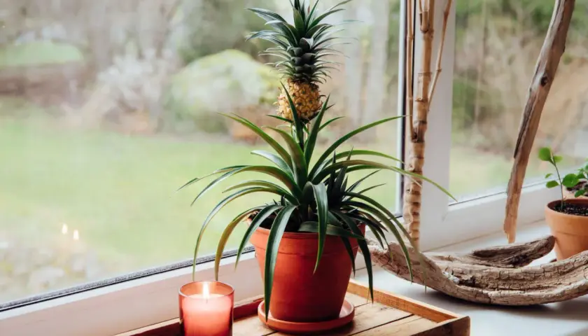 Ananas w doniczce na parapecie, obok świecy i kawałka drewna.