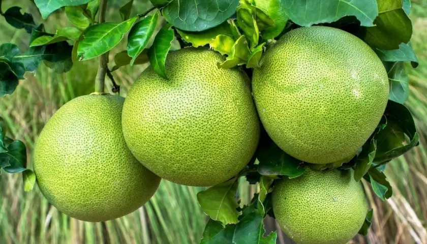 Pomelo ile kalorii? Odkryj niskokaloryczne właściwości tego owocu
