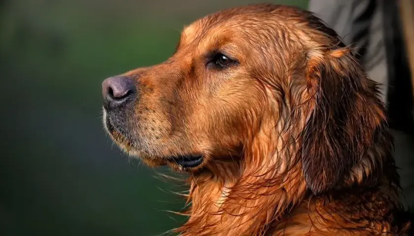 Golden Retriever: sierść czy włosy? Co musisz wiedzieć o linieniu i alergiach