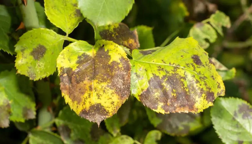 Feuilles de rosier atteintes de la maladie des taches noires, jaunissant et se couvrant de taches brunes.