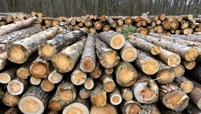Stos ściętych pni drzew, gotowych do sprzedaży. Widać przekroje, ukazujące słoje drewna, co wpływa na jego cenę.