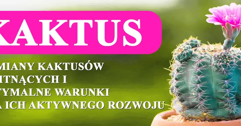 Kiedy kwitną kaktusy? Poznaj tajemnice ich pięknych kwiatów