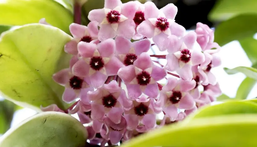 Grappolo di fiori rosa a forma di stella di Hoya carnosa, con un centro scuro. Le foglie verdi e carnose circondano i fiori.