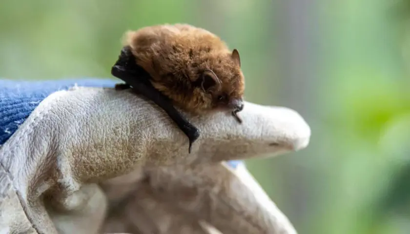 Ein kleines braunes Fledermäuse ruht auf einer behandschuhten Hand. Wie lange dauert der Fledermaus Winterschlaf?