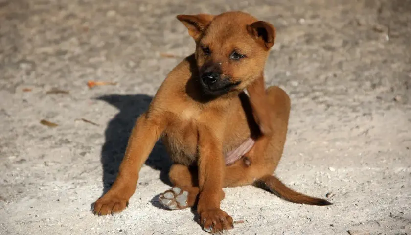 Cucciolo marrone si gratta la testa, forse perché le pulci si vedono.