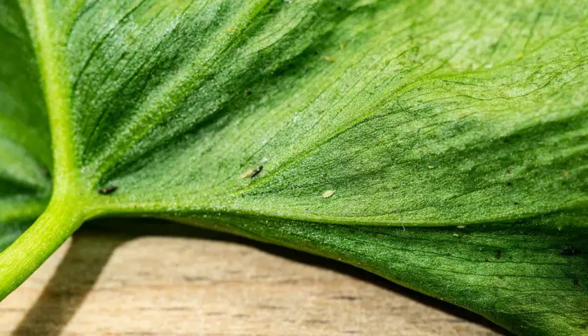 Nahaufnahme eines grünen Blattes mit sichtbaren winzigen Insekten, die ein typisches Thripse-Schadbild verursachen.