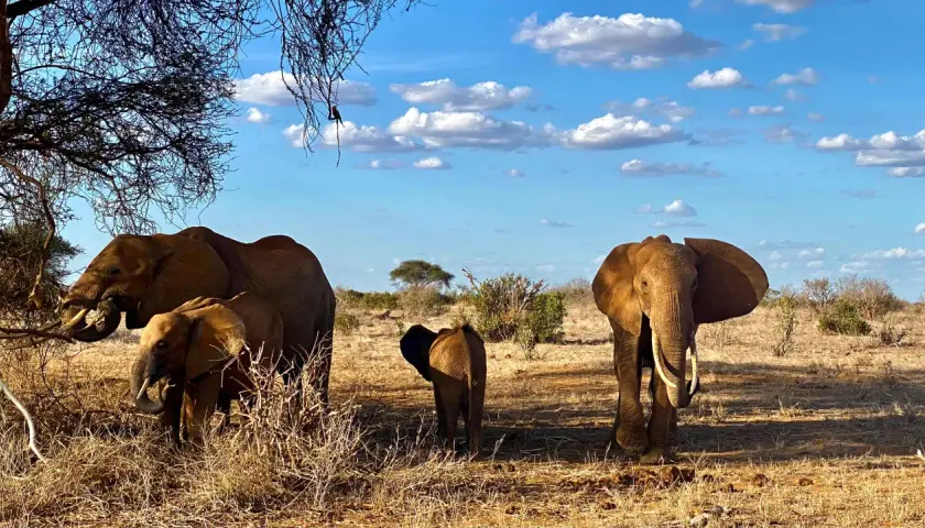 Kenia safari: Które rezerwaty wybrać? Przewodnik po dzikiej Afryce