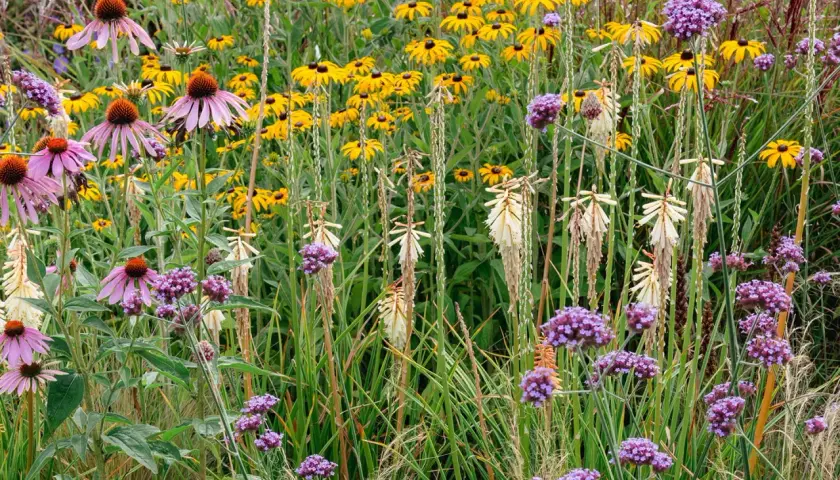 Ein Blütenmeer aus lila Sonnenhut, gelben Rudbeckien und violetten Eisenkraut – perfekt, um zu sehen, was man im Juli pflanzen kann.