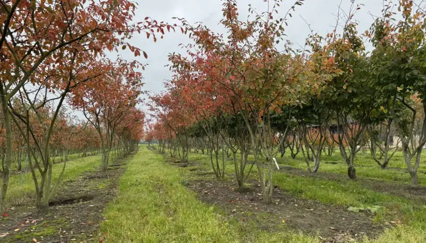Reihen von Bäumen, die für Spalierobst formen, mit roten und grünen Blättern im Herbst.