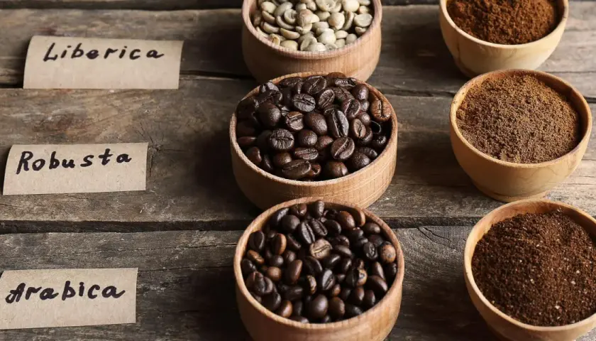 Ziarna kawy: Liberica, Robusta i Arabica w miseczkach, obok mielonej kawy. Wybór między arabica czy robusta.
