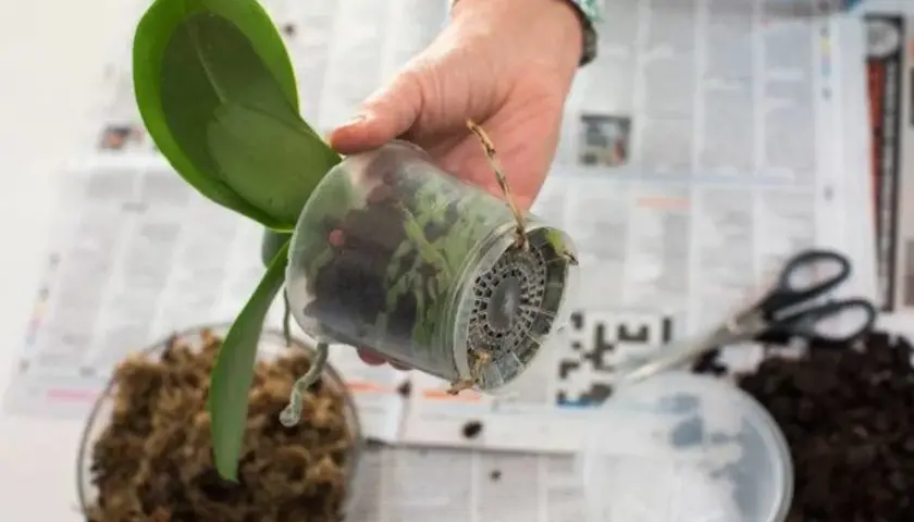 En hand håller en orkidé i en genomskinlig kruka, redo att plantera om. Saxar och jord syns i bakgrunden.