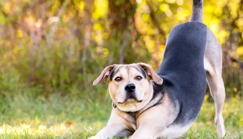 Ein Hund in Gebetsstellung mit einem Ball im Gras.