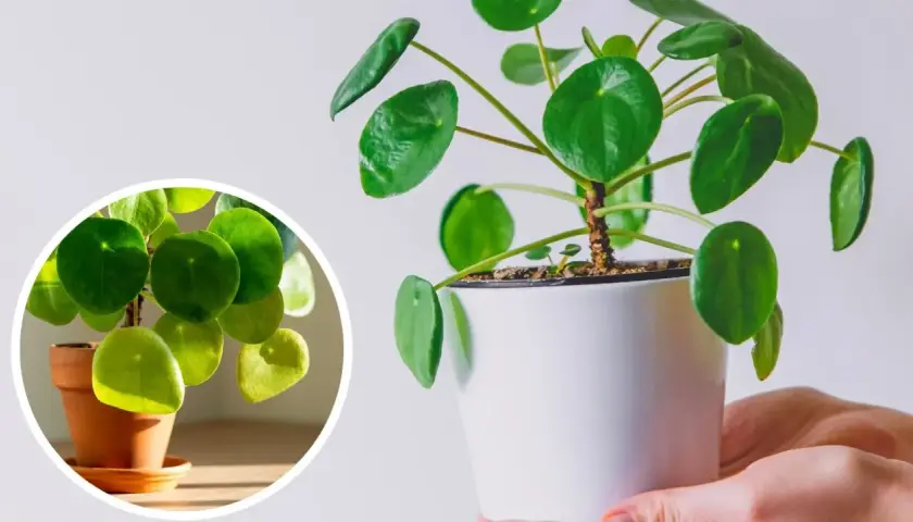 Pieniążek żółknie? Zobacz, dlaczego liście tracą zieleń i jak temu zaradzić. Zdjęcie pokazuje roślinę w doniczce.