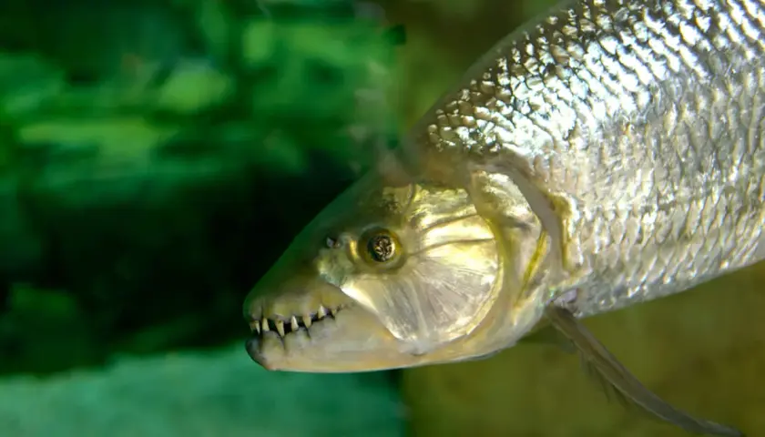 El pez tigre africano, con sus afilados dientes, nada en aguas verdes.