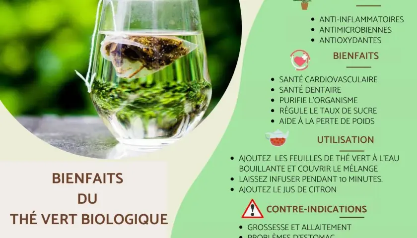 Un verre de thé vert biologique infusant, révélant ses vertus anti-inflammatoires, antimicrobiennes et antioxydantes pour une meilleure santé.