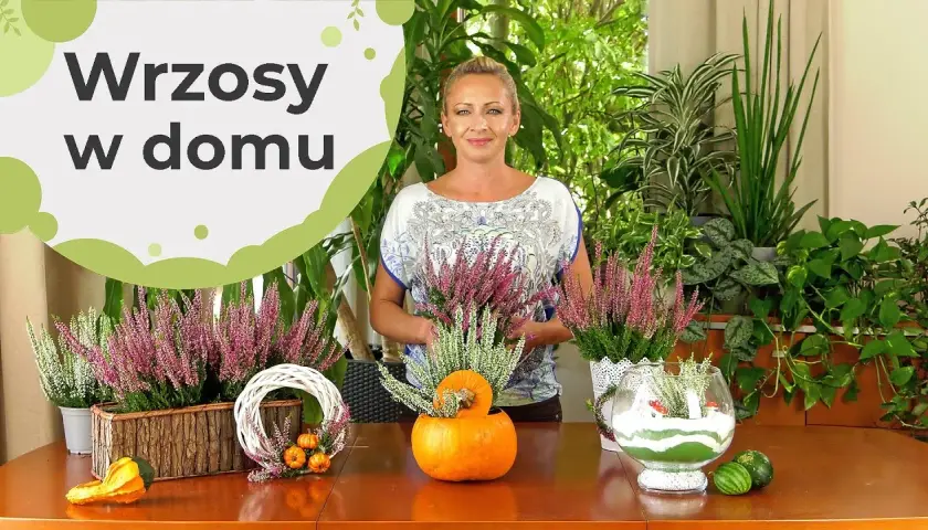 Wrzosy w domu: przesąd o pechu czy piękna ozdoba?
