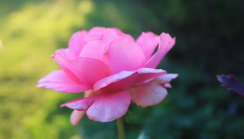 En mjukt rosa ros, en av många remonterande rosor, blommar i solljuset med en bakgrund av grönska.