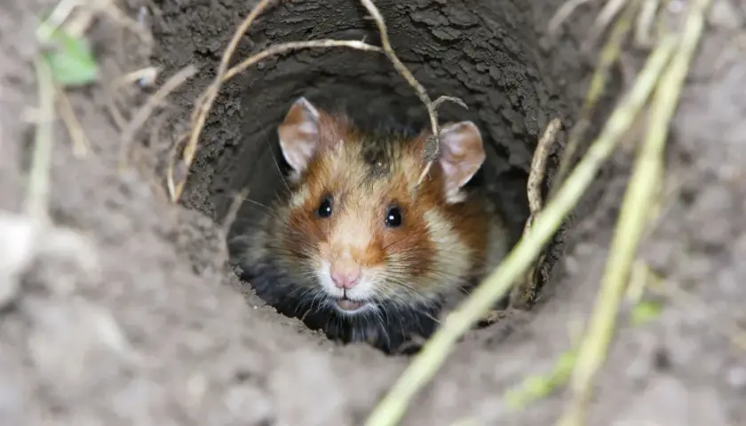 Chomik europejski wygląda z nory. Ile żyje? Średnio 2-3 lata, choć w sprzyjających warunkach nawet dłużej.