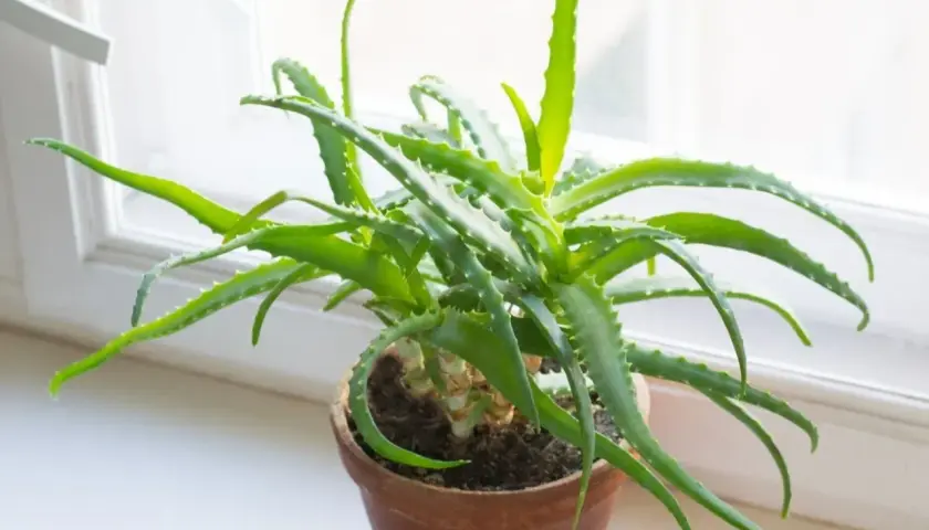Zielony aloes w glinianej doniczce na parapecie. Dowiedz się, jak rozmnożyć aloes, by cieszyć się jego dobrodziejstwami.