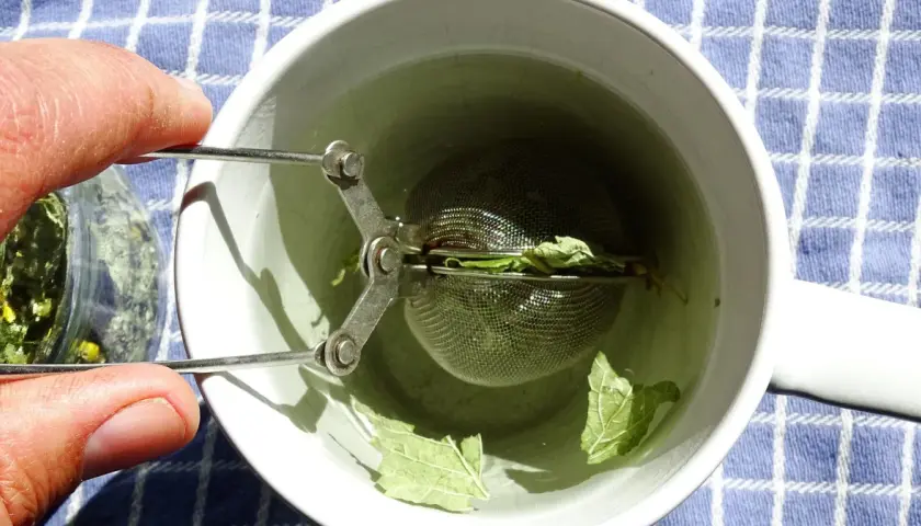 Zaparzam herbatę miętową na orzeźwienie. Woda w kubku nabiera zielonkawego koloru, a liście mięty uwalniają swój aromat.