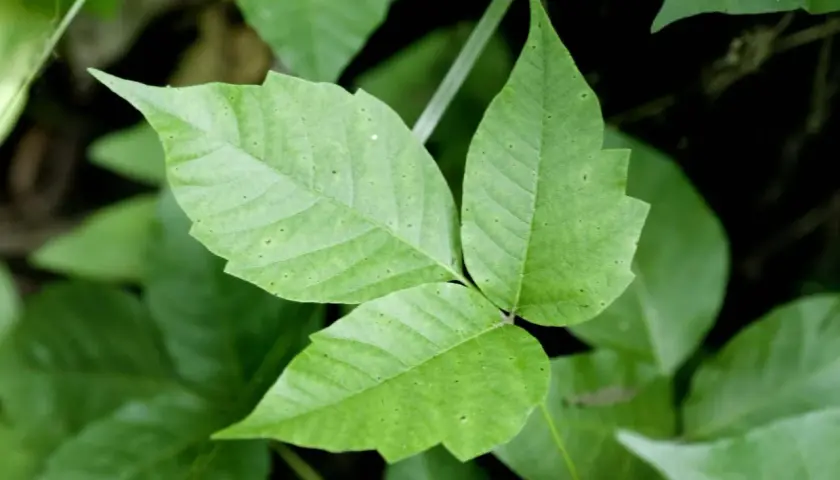 Close-up of poison ivy leaves. This plant can cause itchy rashes on humans and dogs.