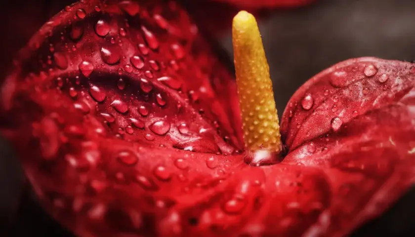 Gouttes de rosée sur un anthurium rouge éclatant, sa spathe veloutée et son spadice jaune vibrant capturés en gros plan.