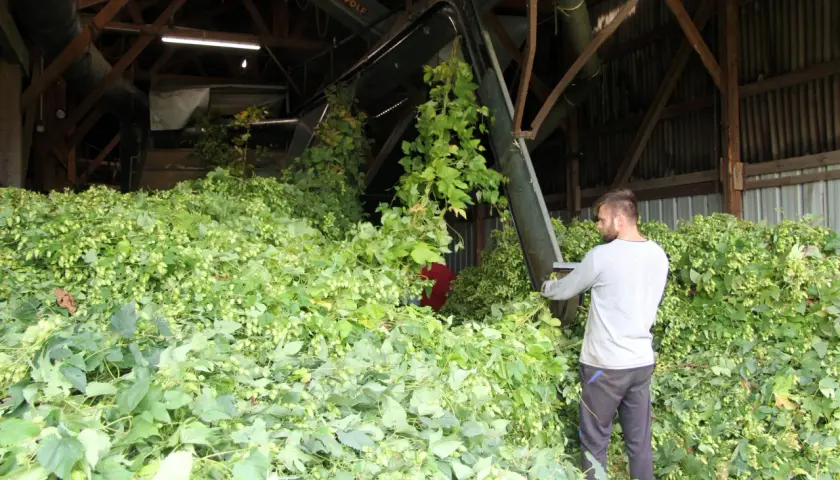 Un homme travaille dans une grange remplie de houblon fraîchement récolté. La scène évoque la saison idéale pour savoir quand planter le houblon.