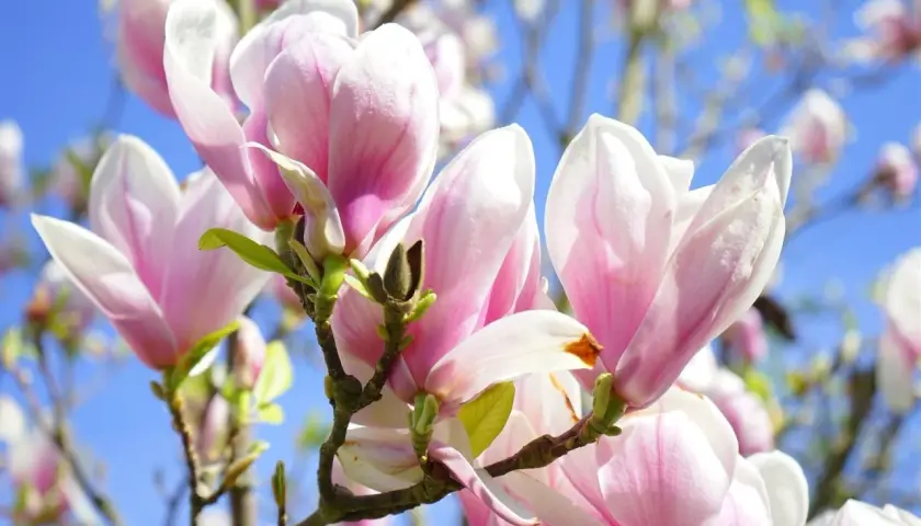 Piękne, różowo-białe kwiaty magnolii, różne odmiany kwitnące na tle błękitnego nieba.