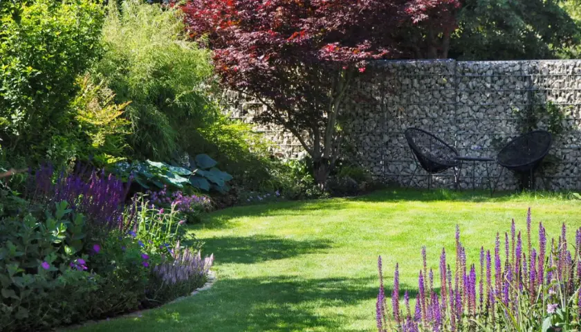 Grüner Rasen, lila Salbei und ein japanischer Ahorn – tolle rasenkante ideen für einen modernen Garten mit Gabionenwand.