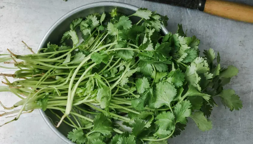 En skål med färsk vietnamesisk koriander, redo att användas i en smakrik asiatisk rätt. En kniv ligger bredvid.