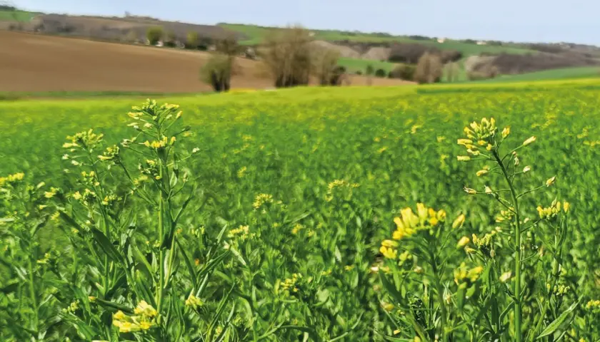 Champ de cameline en fleurs, paysage rural verdoyant sous un ciel bleu. La culture de cameline prospère.