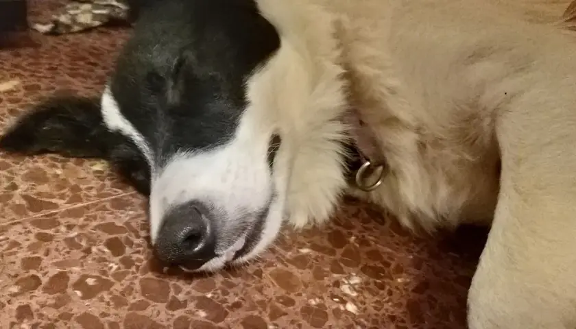 Ein süßer Hund schläft tief und fest. Man kann fast hören, wie der hund schnarcht, während er von Abenteuern träumt.