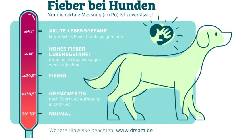 Thermometer zeigt Fieber bei Hunden: ab 39,5° Fieber, ab 41° Lebensgefahr. Symptome erkennen!