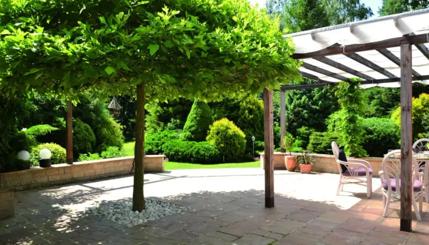 Platan kulisty tworzy cień na tarasie z meblami ogrodowymi. W tle bujna zieleń i pergola.