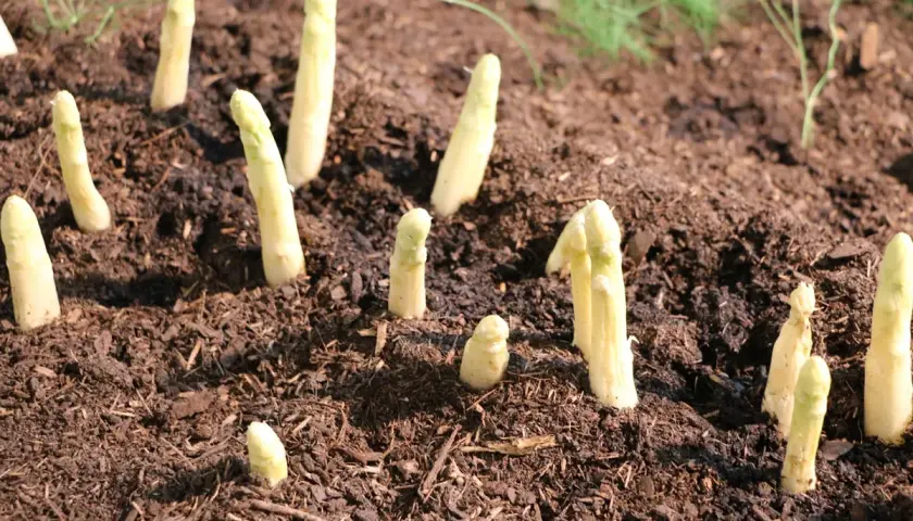 Frisch gestochener weißer Spargel ragt aus dunkler Erde auf einem Spargelfeld.