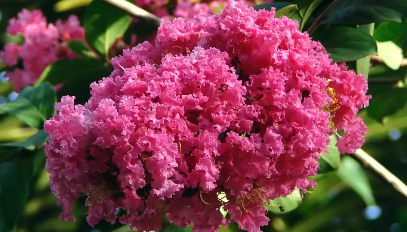 Kwitnąca lagerstroemia w Polsce, z bujnymi, pofałdowanymi płatkami w intensywnym różowym kolorze, tworzy malowniczy widok.