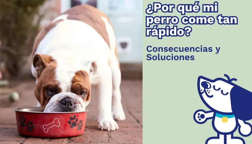 Un bulldog inglés come tan rápido que su plato rojo con huellas y huesos parece desaparecer. "¿Por qué mi perro come tan rápido?