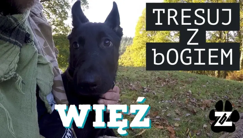Tresura owczarka niemieckiego: Kompletny przewodnik (+sekrety!)