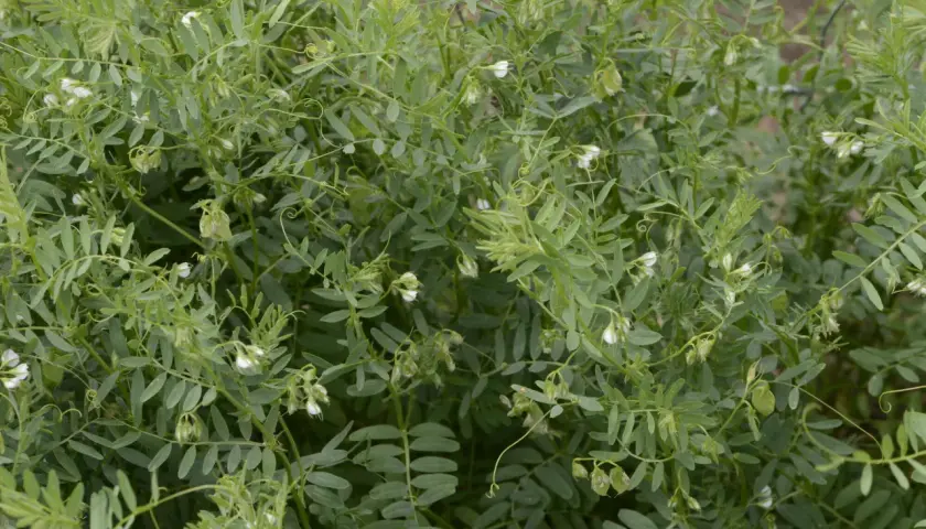 Dichtes grünes Blattwerk mit kleinen weißen Blüten und jungen Schoten. Der Anbau von Linsen zeigt sich hier in voller Pracht.